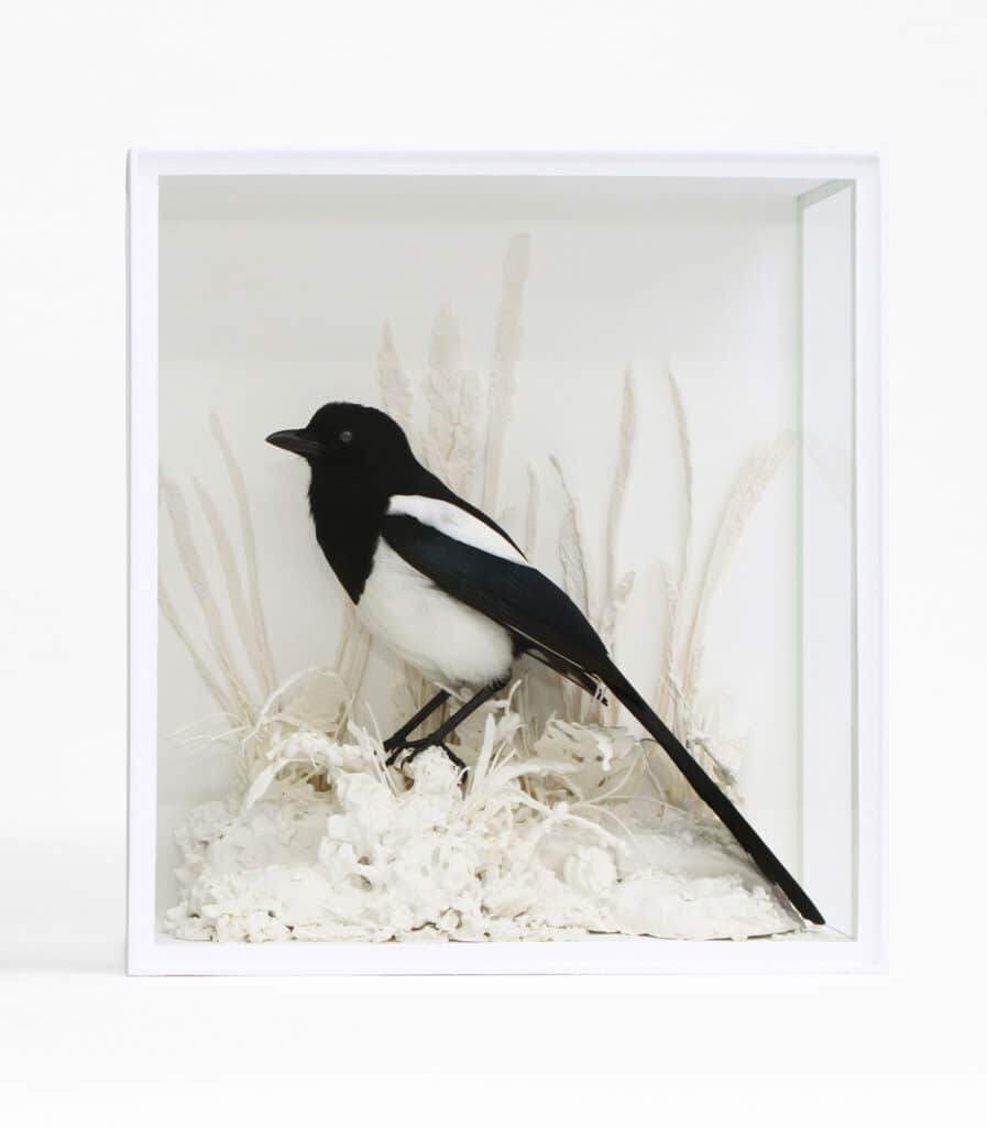 Magpie, Pica pica. Memorial. A Tribute to Taxidermy.